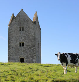 Blog article image for Reasons to fall in love with Bruton